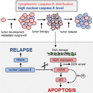 cytoplasmic caspase-8 distribution